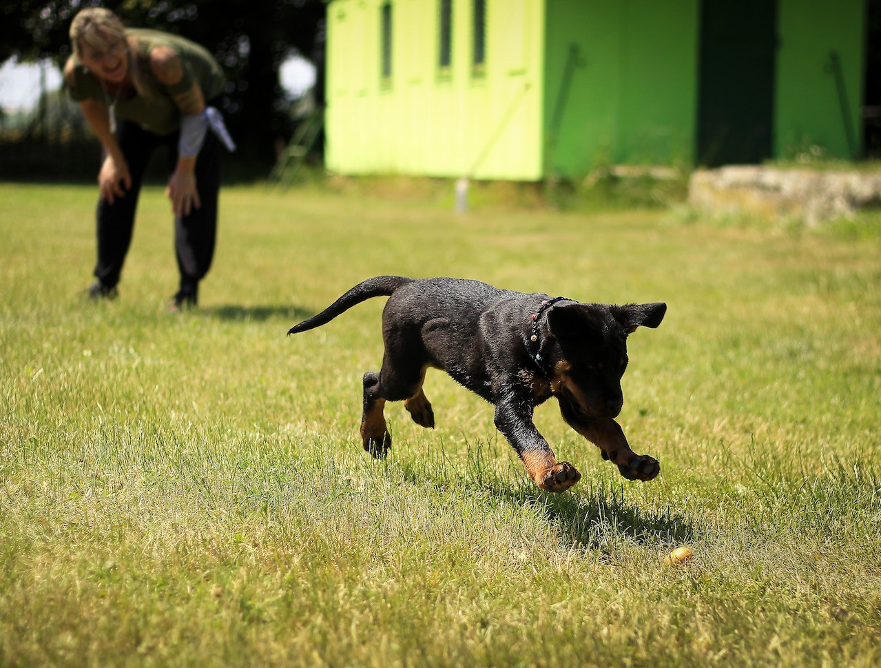 dog training berlin